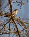 Black-billed Cuckoo