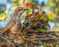 Black-billed Cuckoo bird perched in a nest made of foliage and vegetation