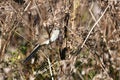 Black billed Cuckoo in a fall meadow