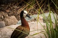 White-Faced Whistling Duck