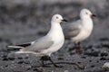 Black-billed Gull, Chroicocephalus bulleri Royalty Free Stock Photo