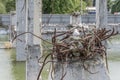 Black-billed gull nest among warped reinforcing steel at flooded ruins of collapsed concrete building, Christchurch, New Zealand