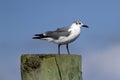 Gull on Post