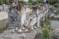 Black-billed gulls and nestlings at flooded ruins of collapsed concrete building, Christchurch, New Zealand