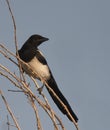 Black-billed Magpie