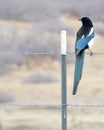 Black-billed Magpie