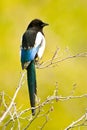 Black-Billed Magpie