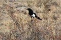 Black-billed magpie