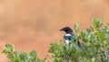 American magpie on the tree Royalty Free Stock Photo