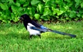 Black-billed Magpie bird walking in green grass. closeup view.