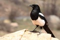 Black-billed Magpie Boldly Perched Royalty Free Stock Photo