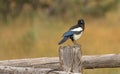 Black-billed Magpie on Fencepost, Portland, Colorado Royalty Free Stock Photo