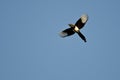 Black-billed Magpie Flying in a Blue Sky Royalty Free Stock Photo