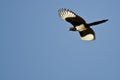 Black-billed Magpie Flying in a Blue Sky Royalty Free Stock Photo