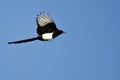 Black-billed Magpie Flying in a Blue Sky Royalty Free Stock Photo