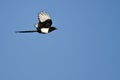 Black-billed Magpie Flying in a Blue Sky Royalty Free Stock Photo