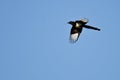 Black-billed Magpie Flying in a Blue Sky Royalty Free Stock Photo