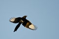 Black-Billed Magpie Flying in a Blue Sky Royalty Free Stock Photo
