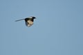 Black-Billed Magpie Flying in a Blue Sky Royalty Free Stock Photo