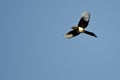 Black-billed Magpie Flying in a Blue Sky Royalty Free Stock Photo