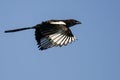 Black-Billed Magpie Flying in a Blue Sky Royalty Free Stock Photo