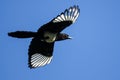 Black-Billed Magpie Flying in a Blue Sky Royalty Free Stock Photo
