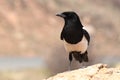 Black-billed Magpie Perched Boldly Royalty Free Stock Photo