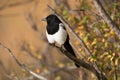 Black-billed magpie Royalty Free Stock Photo