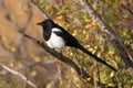 Black-billed magpie Royalty Free Stock Photo