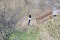 A black-billed magpie Royalty Free Stock Photo