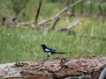 The black-billed magpie (Pica hudsonia), also known as the American magpie, is a bird in the corvid family Royalty Free Stock Photo