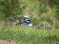 The black-billed magpie (Pica hudsonia), also known as the American magpie, is a bird in the corvid family Royalty Free Stock Photo