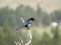 The black-billed magpie (Pica hudsonia), also known as the American magpie, is a bird in the corvid family Royalty Free Stock Photo