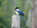 A black billed magpie Black-billed Magpie Pica hudsonia Royalty Free Stock Photo