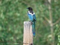 A black billed magpie Black-billed Magpie Pica hudsonia Royalty Free Stock Photo