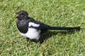 Black-billed Magpie (Pica hudsonia) Royalty Free Stock Photo