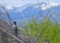 Black-billed Magpie, Pica hudsonia, in Montana Royalty Free Stock Photo