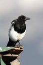 Black-billed Magpie Pica hudsonia Royalty Free Stock Photo