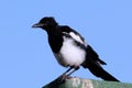 Black-billed Magpie (Pica hudsonia) Royalty Free Stock Photo