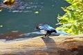 Black-billed magpie Pica hudsonia Royalty Free Stock Photo