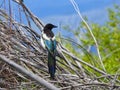Black-billed Magpie, Pica hudsonia, in Montana Royalty Free Stock Photo