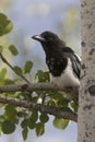 Black-billed magpie sitting on trembling aspen tree branch with Royalty Free Stock Photo
