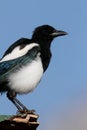 Black-billed Magpie & x28;Pica hudsonia& x29; Royalty Free Stock Photo