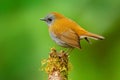 Black-billed Nightingale-Thrush, Catharus gracilirostris, brown grey bird in the nature forest habitat. Trush with clear green