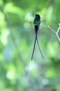 The black-billed streamertail in Jamaica