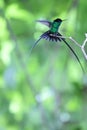 The black-billed streamertail in Jamaica