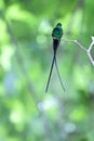 The black-billed streamertail in Jamaica