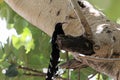 Black-billed wood hoopoe, Phoeniculus somaliensis, on a tree