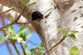 Black billed wood hoopoe, Phoeniculus somaliensis