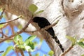 Black billed wood hoopoe, Phoeniculus somaliensis